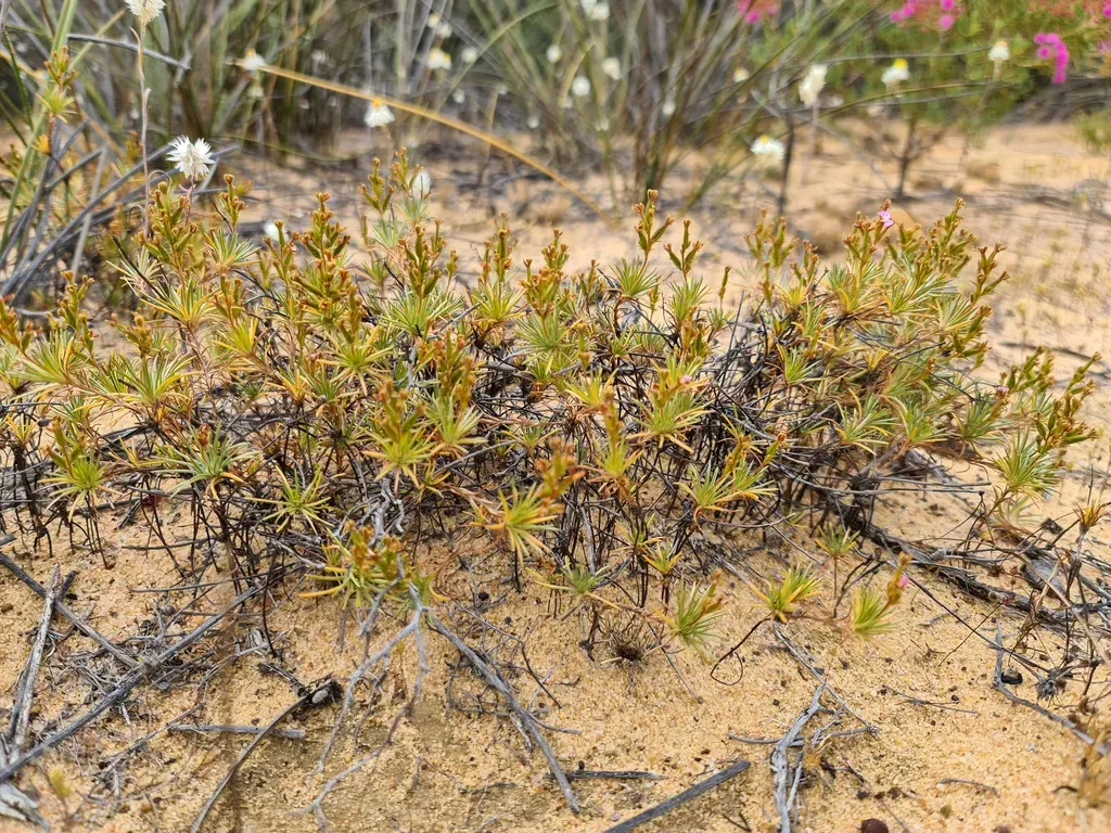 Stylidium Burbidgeanum