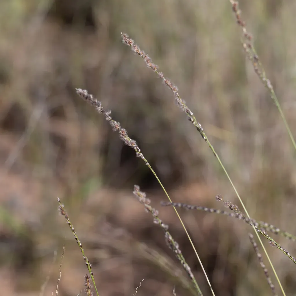 Cotton Grass