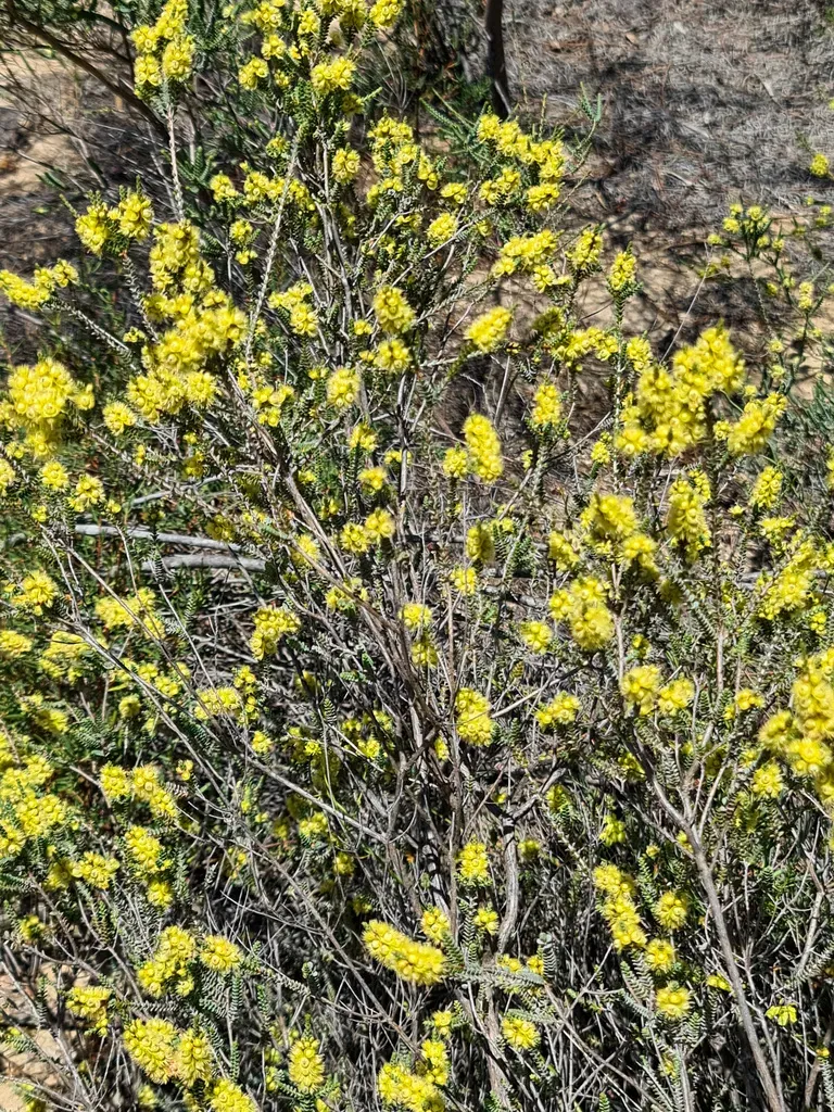 Verticordia Lepidophylla