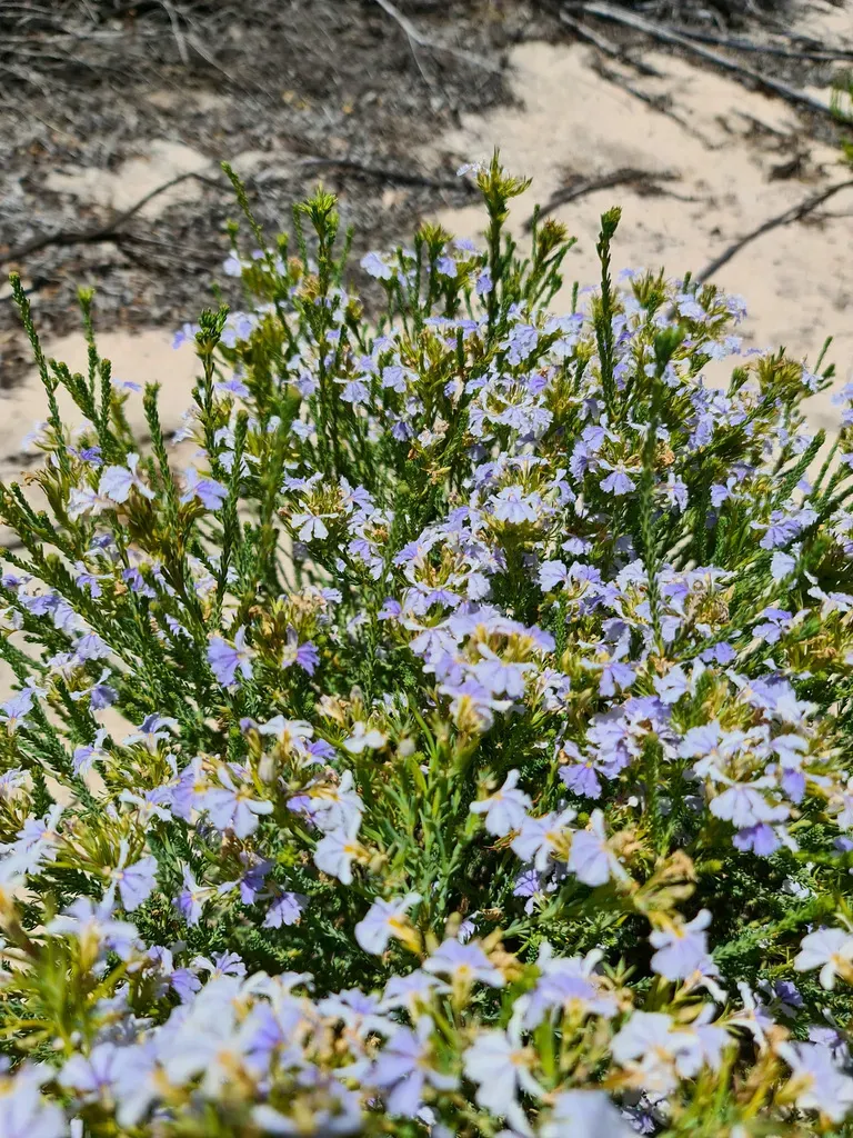 Lechenaultia Floribunda