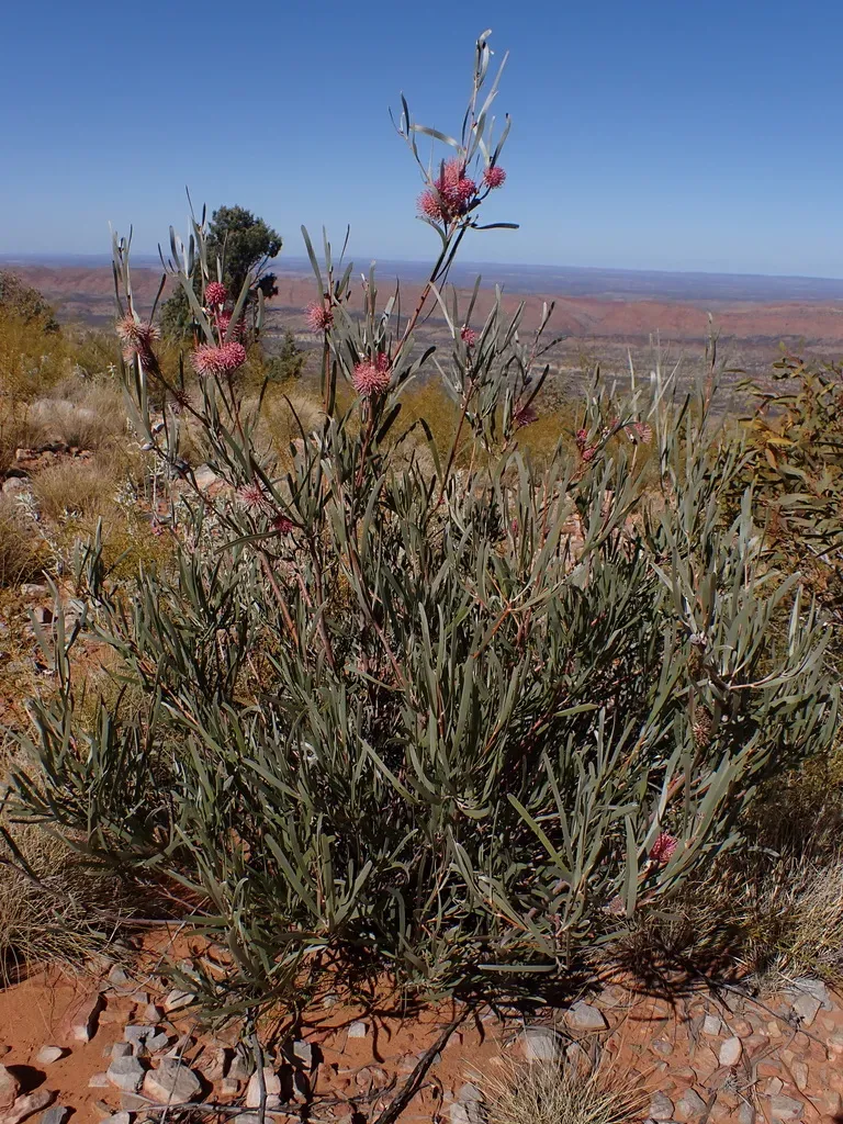 Macdonnell Ranges Hakea