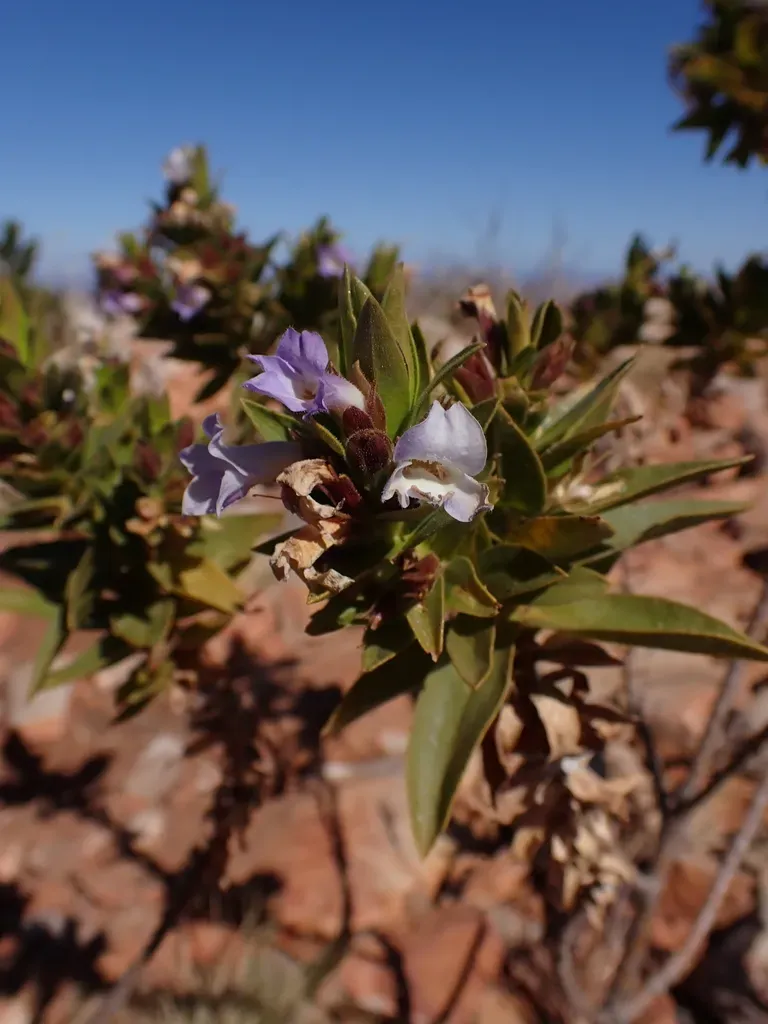 Eremophila Acrida
