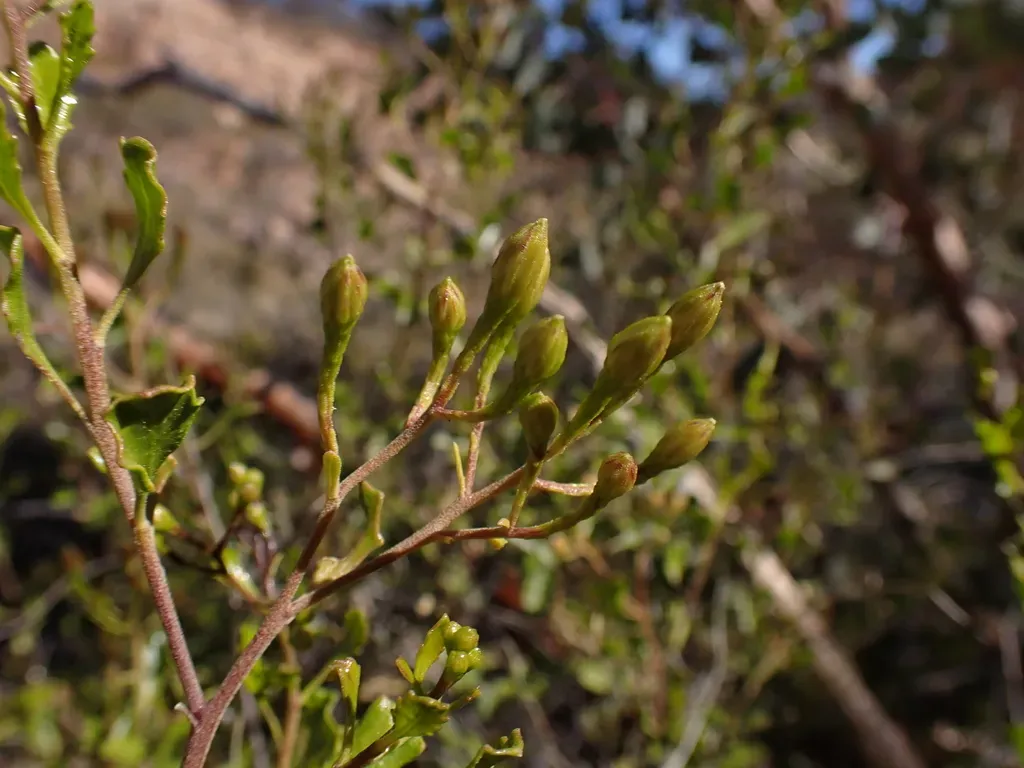Olearia Macdonnellensis