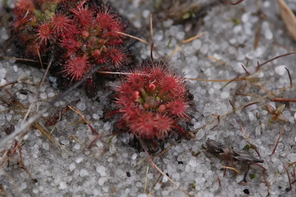 Drosera Patens