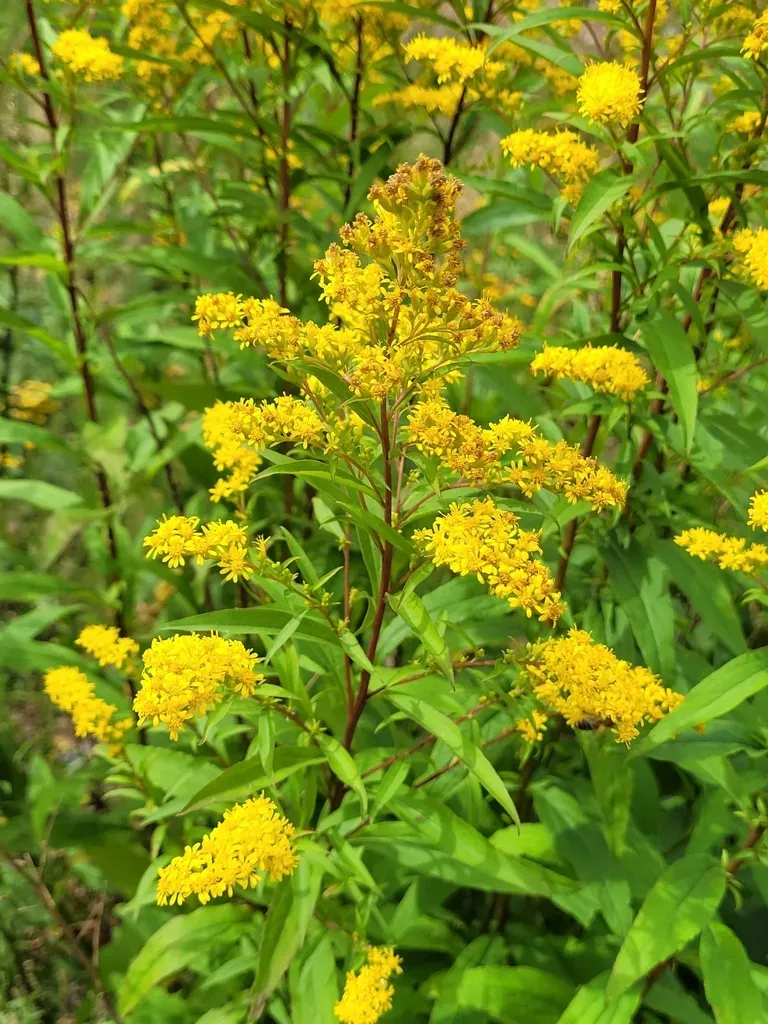 Solidago × Snarskisii