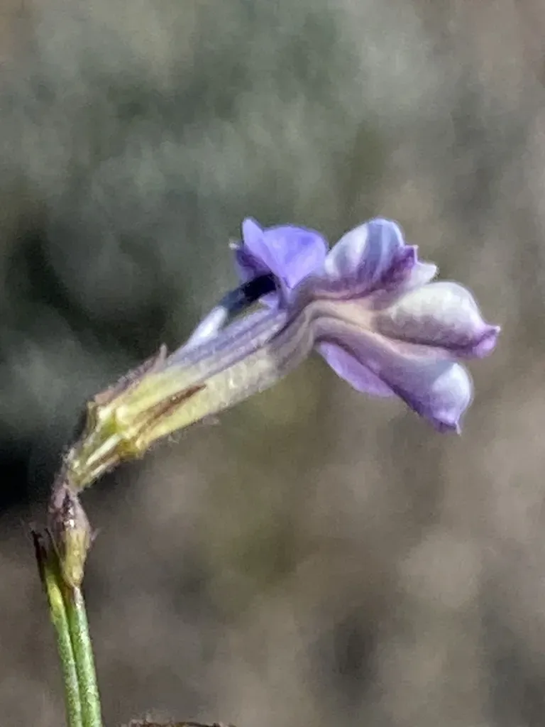 Broom Lobelia
