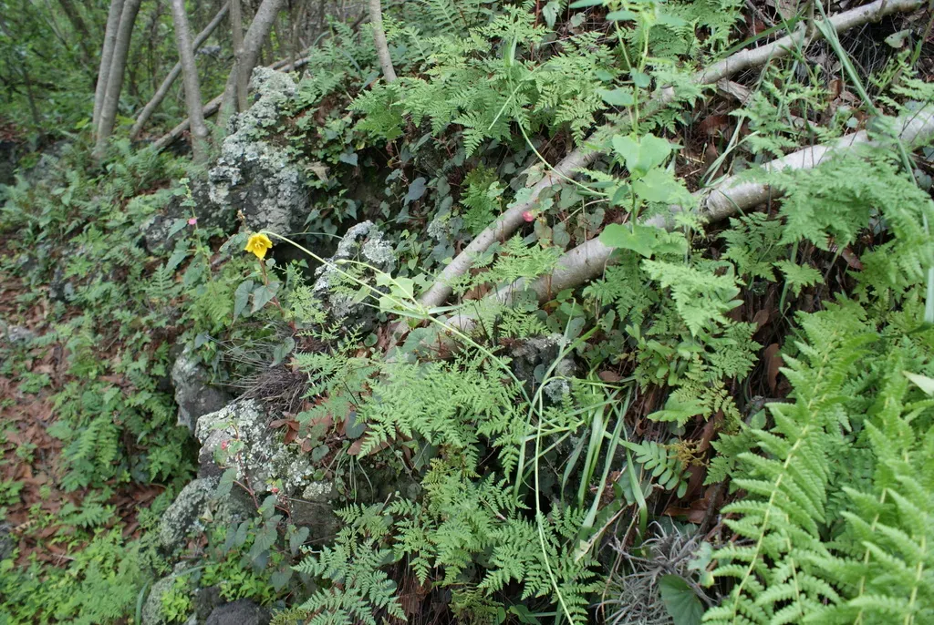 Bearded Mariposa Lily