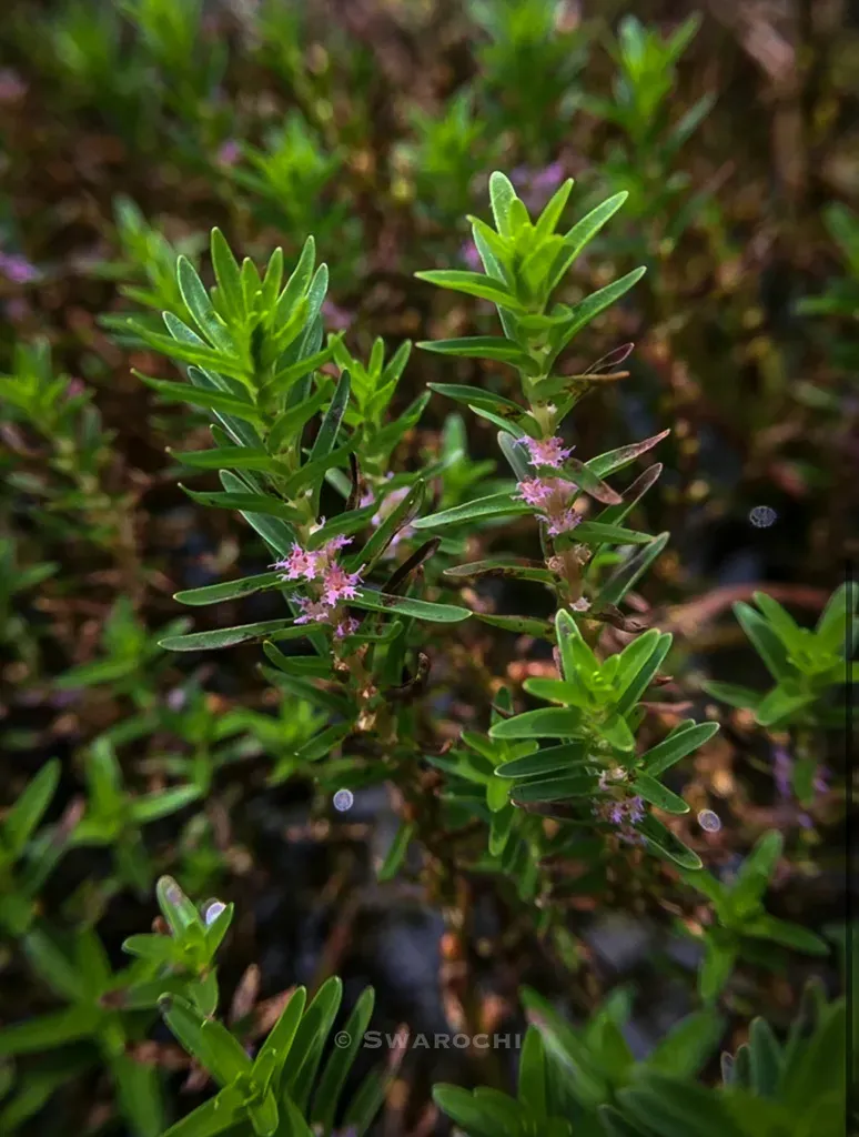 Rotala Fimbriata