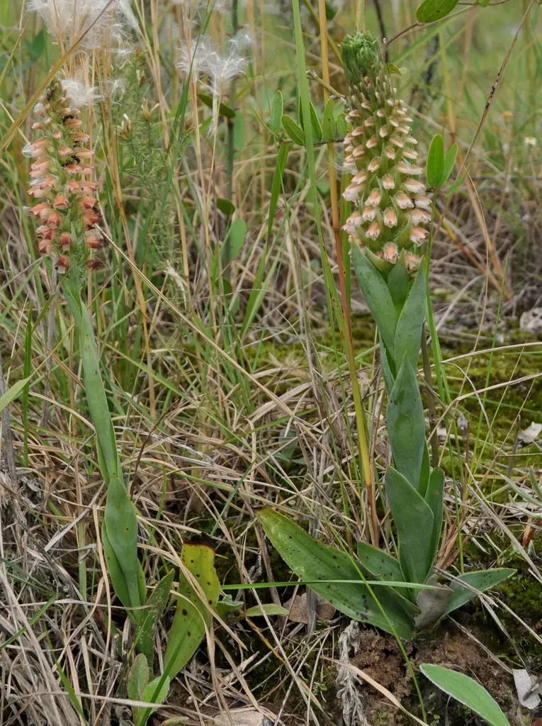 Skeptrostachys Montevidensis