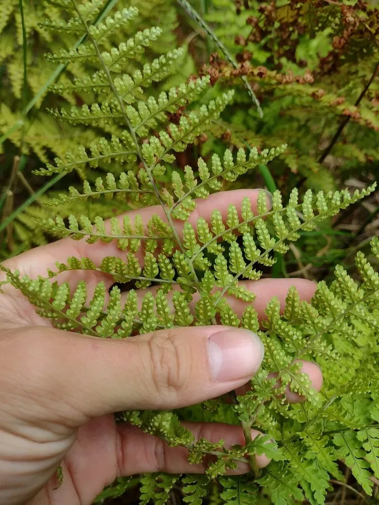 Dryopteris Glabra