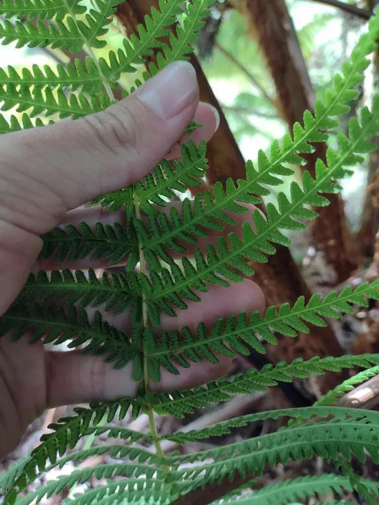 Globular Maiden Fern