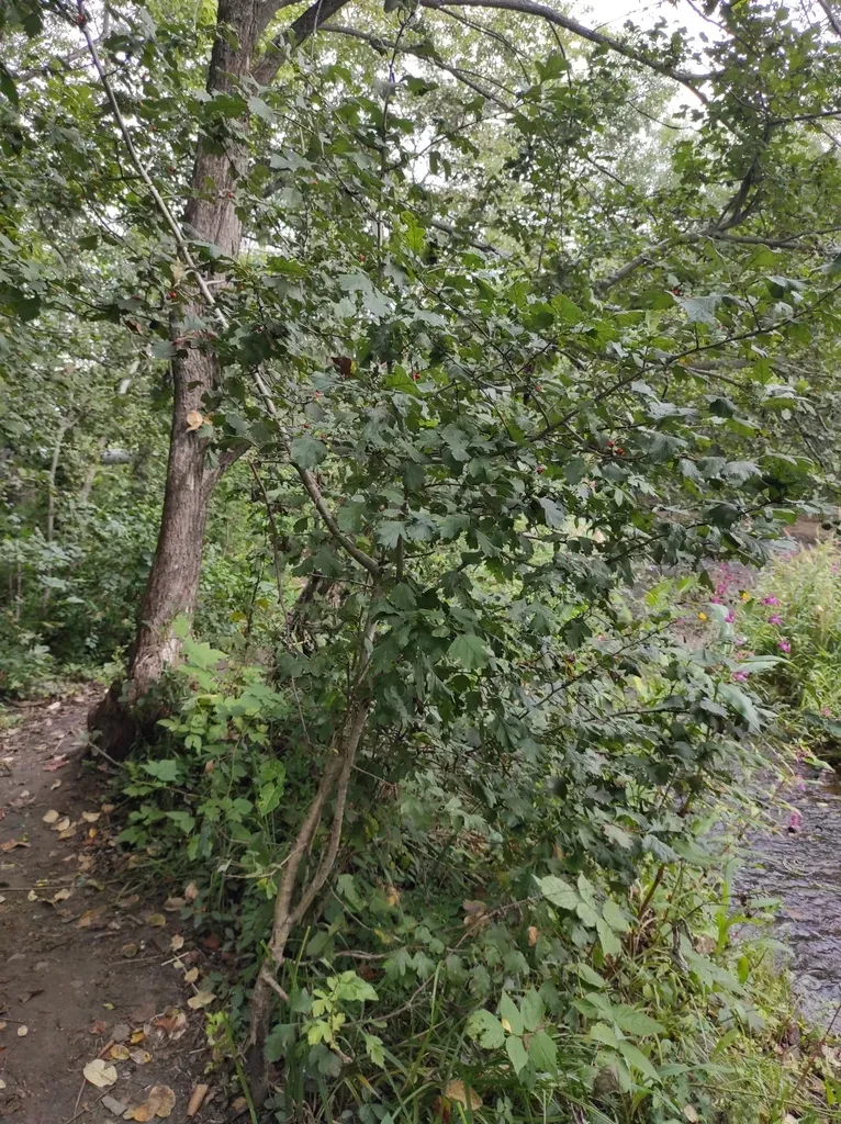 Crataegus Maximowiczii