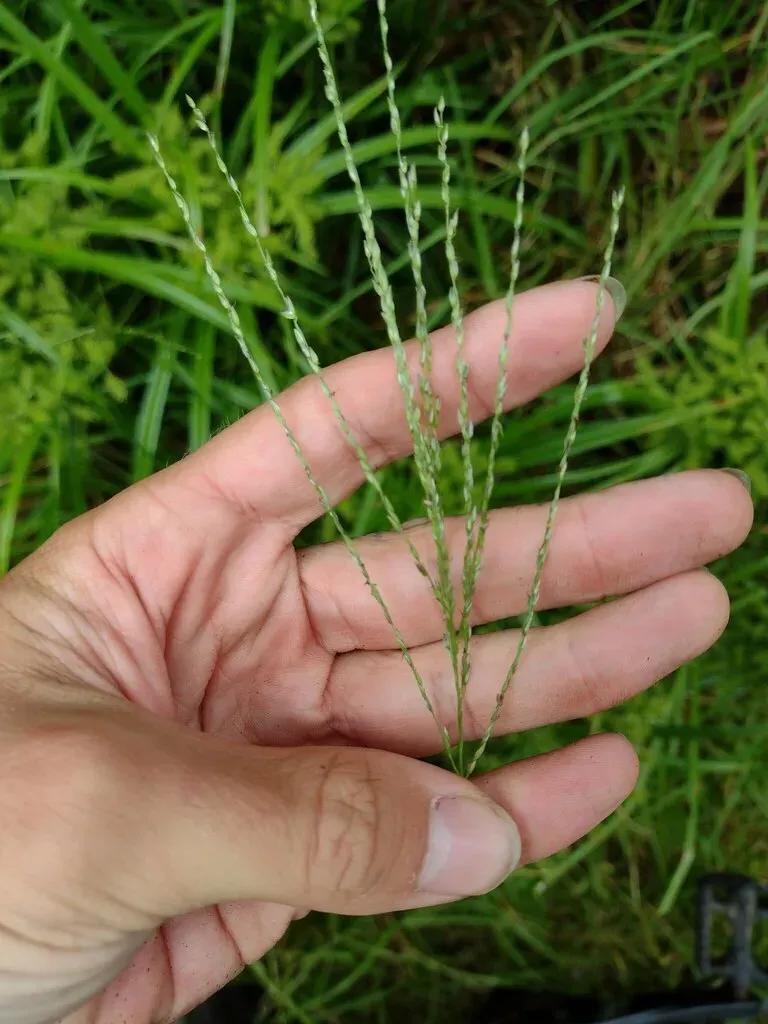 Digitaria Eriostachya