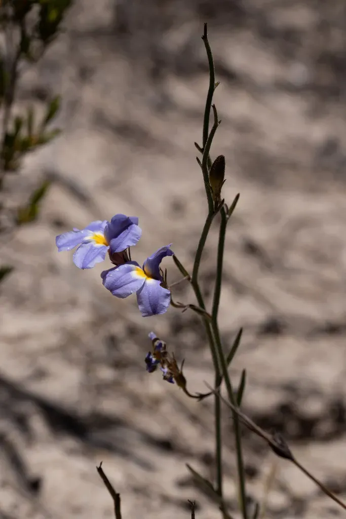 Goodenia Caerulea