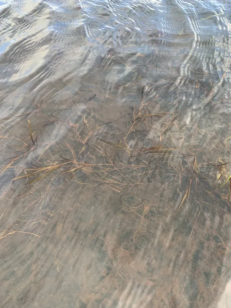 Yenisei River Pondweed