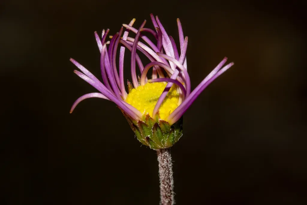 Fringed Daisy Bush