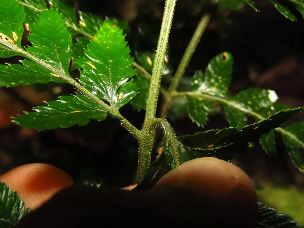 Parapolystichum Munitum