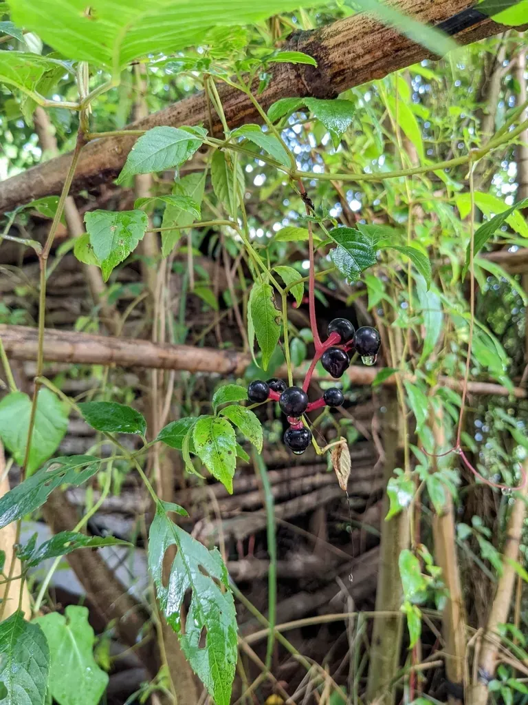 Pseudocayratia Pengiana