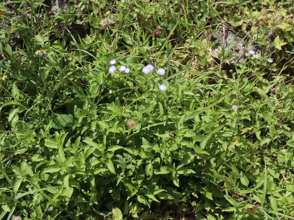 Ageratum Gaumeri