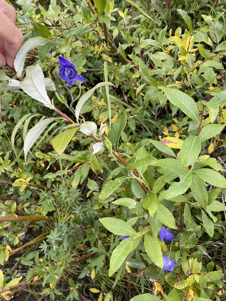 Larkspurleaf Monkshood