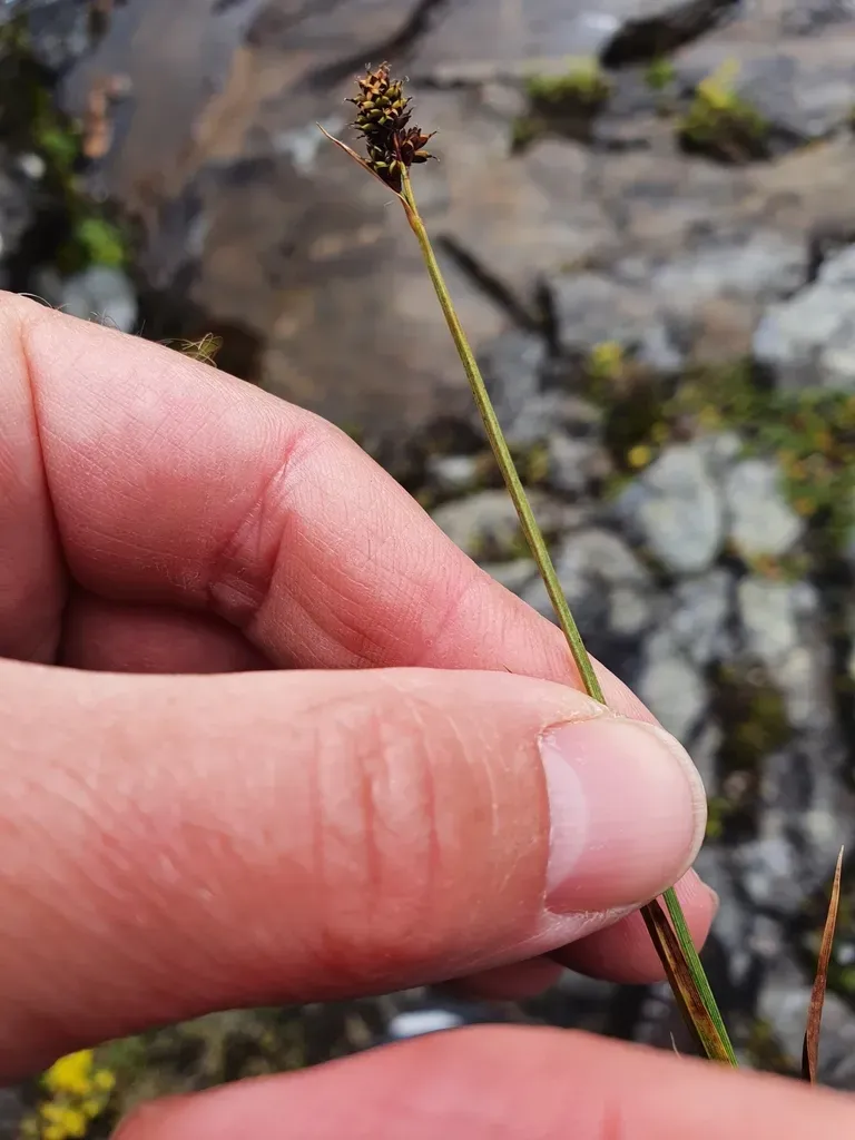 Norway Sedge