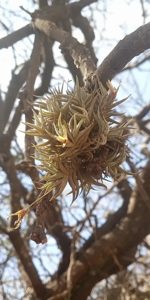 Tillandsia Rectangula