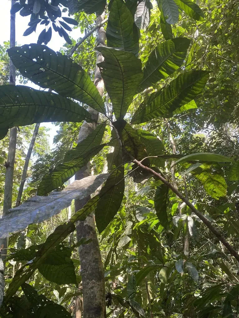 Carpotroche Longifolia