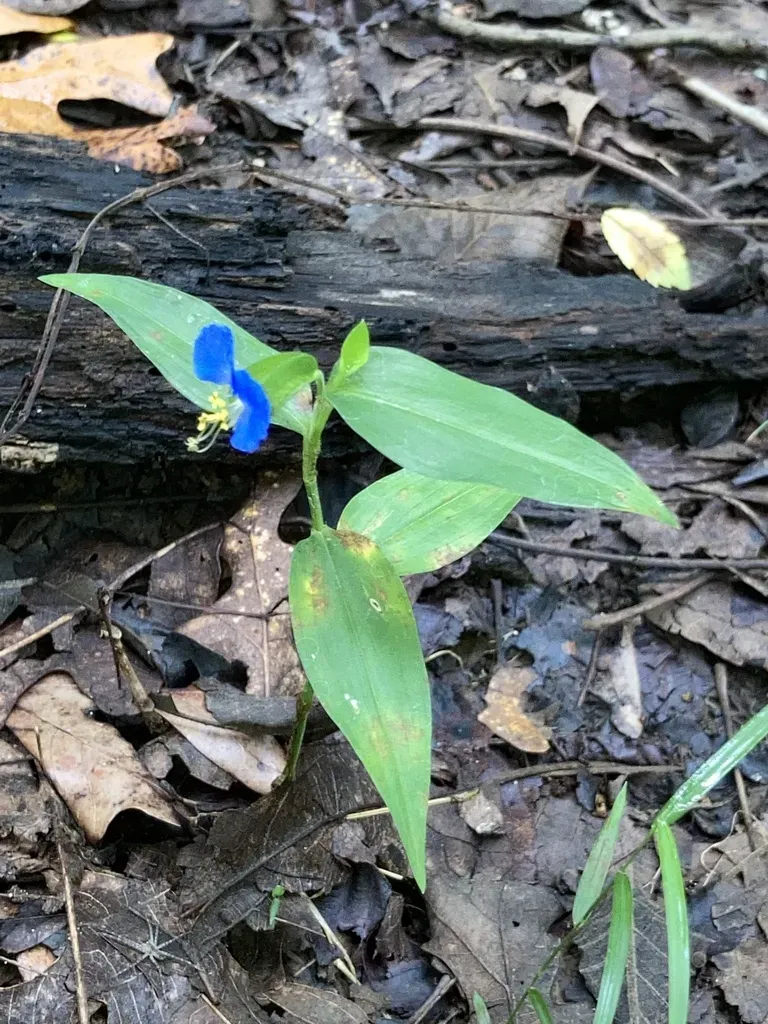 Asiatic Dayflower
