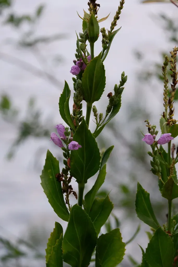 Correll's False Dragonhead