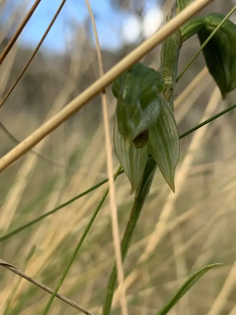 Pterostylis Tenuis