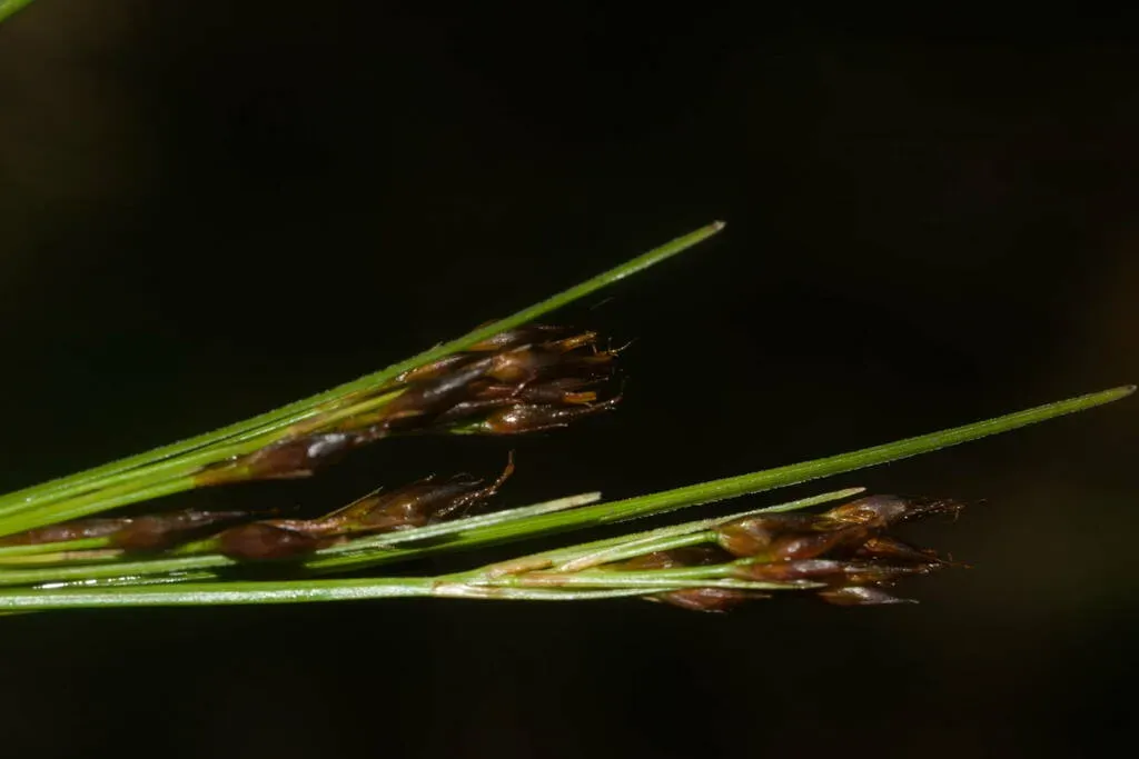 Claybank Beak Sedge