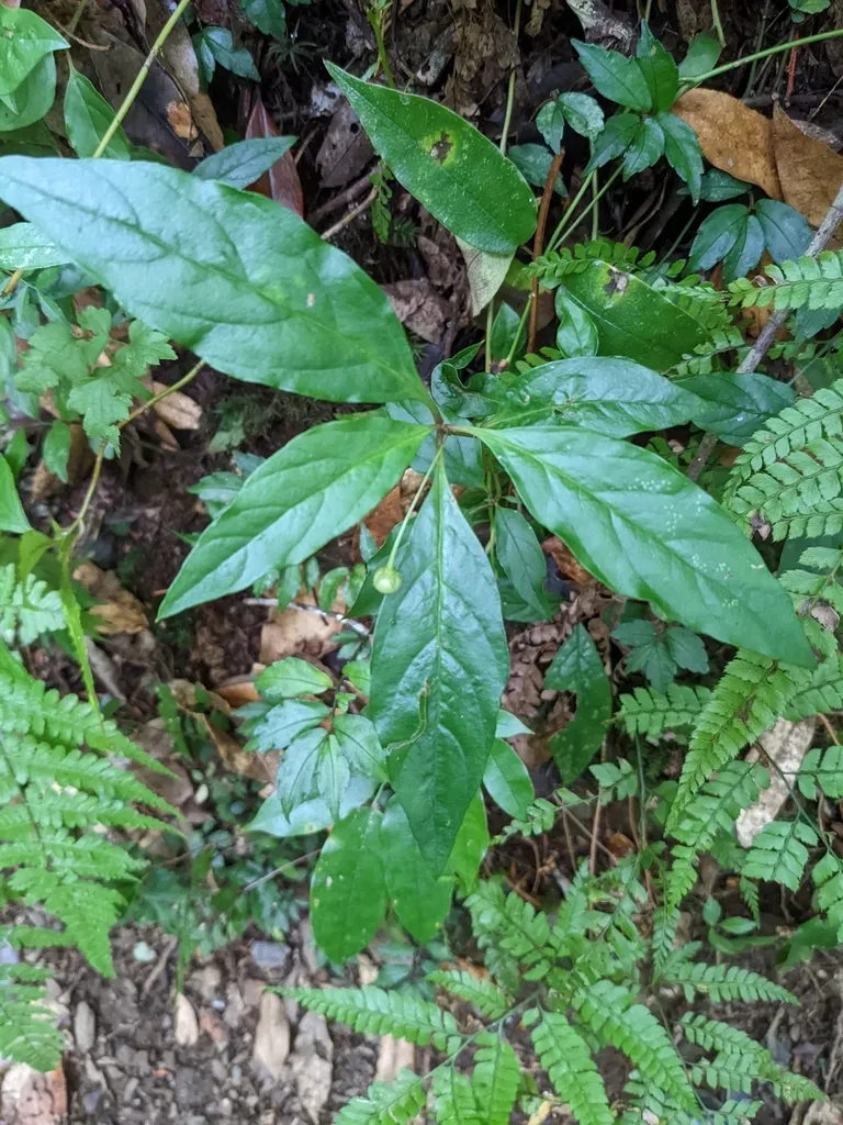 Taiwan Lysimachia