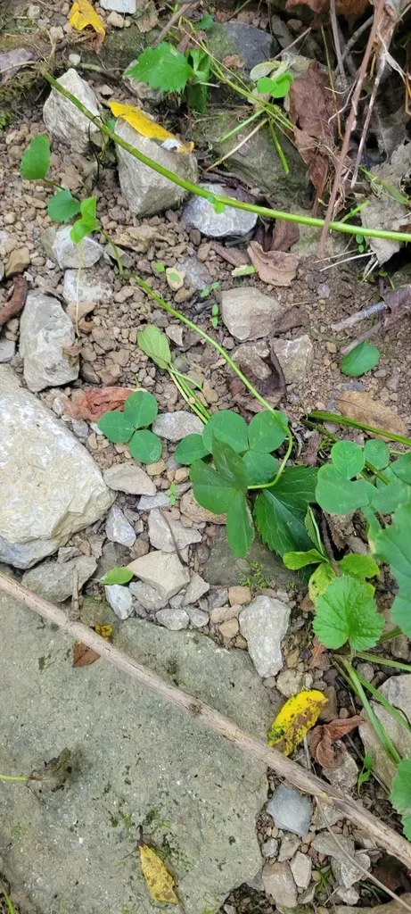 Running Buffalo Clover