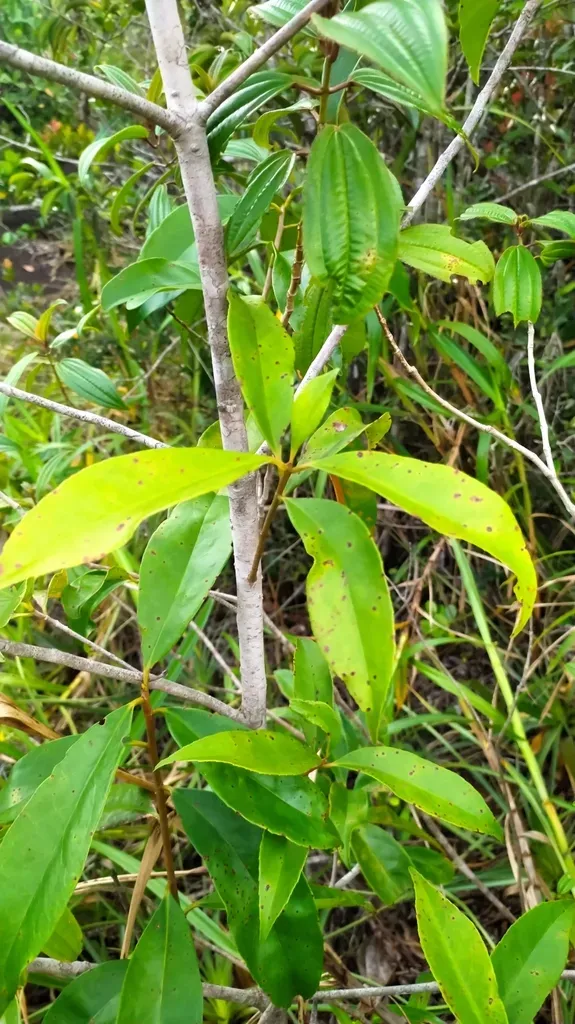 Ternstroemia Dentata