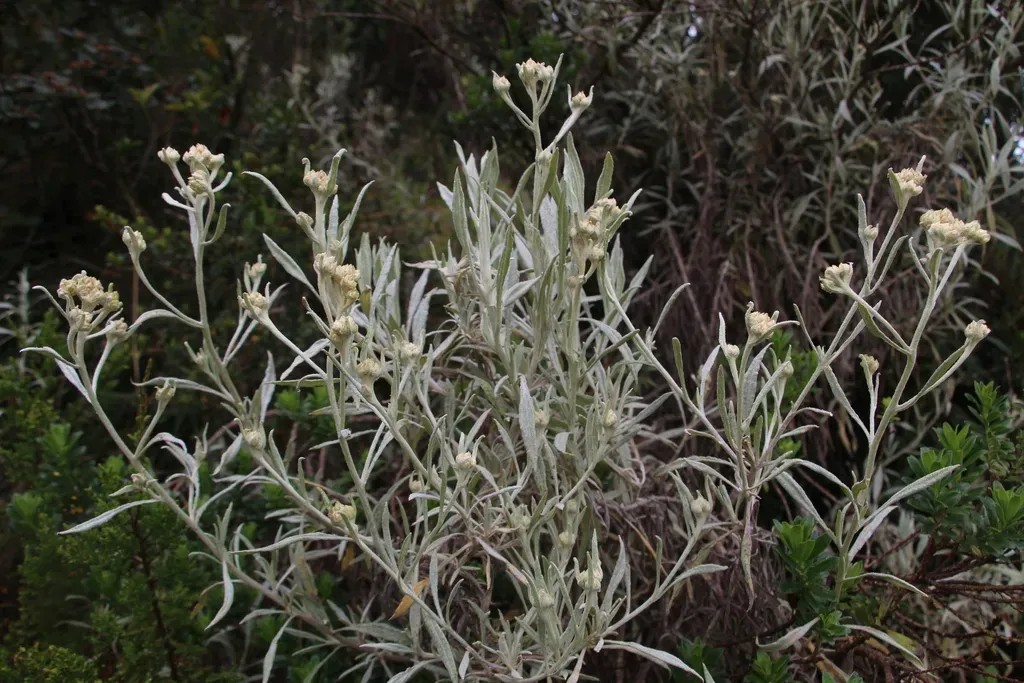 Achyrocline Bogotensis