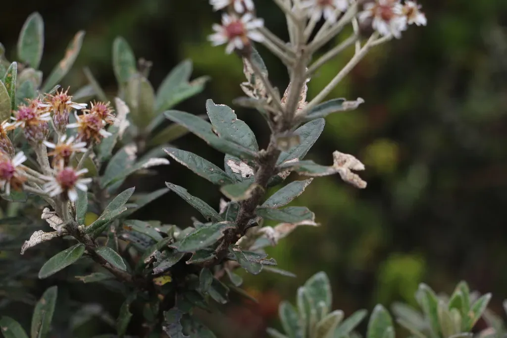 Linochilus Alveolatus