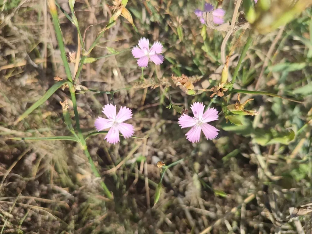 Dianthus Pallens