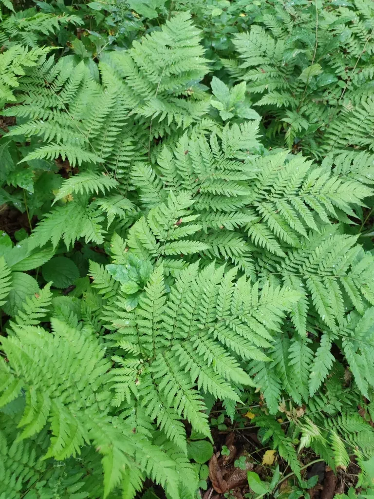 Dryopteris Goeringiana