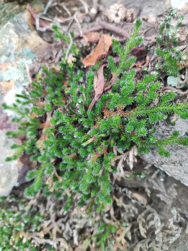 Siberian Spikemoss