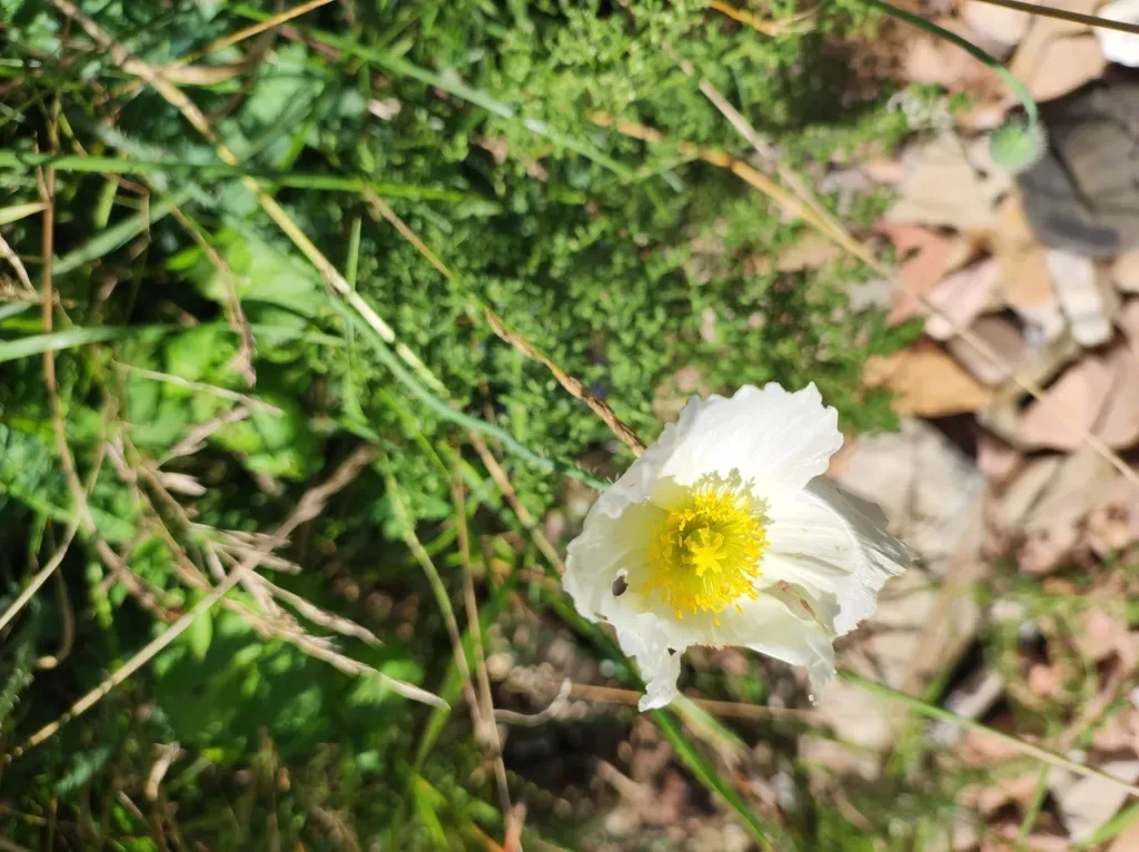 Papaver Sokolovskajae