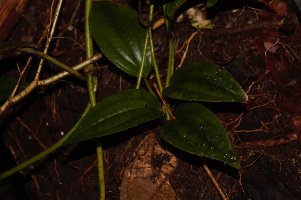 Adelobotrys Adscendens