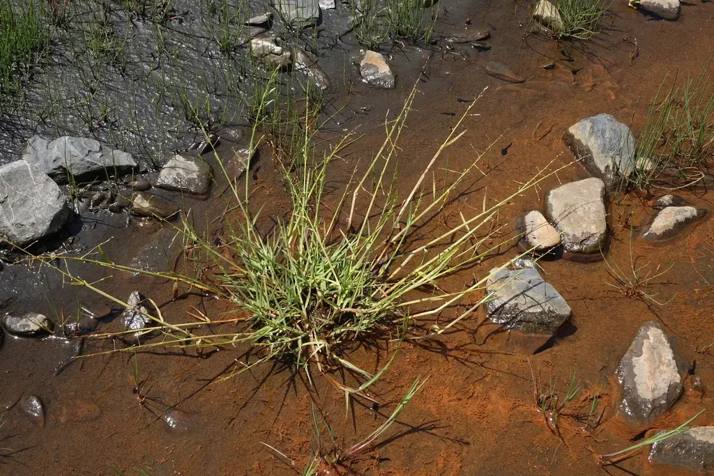 Floating Sweet-grass