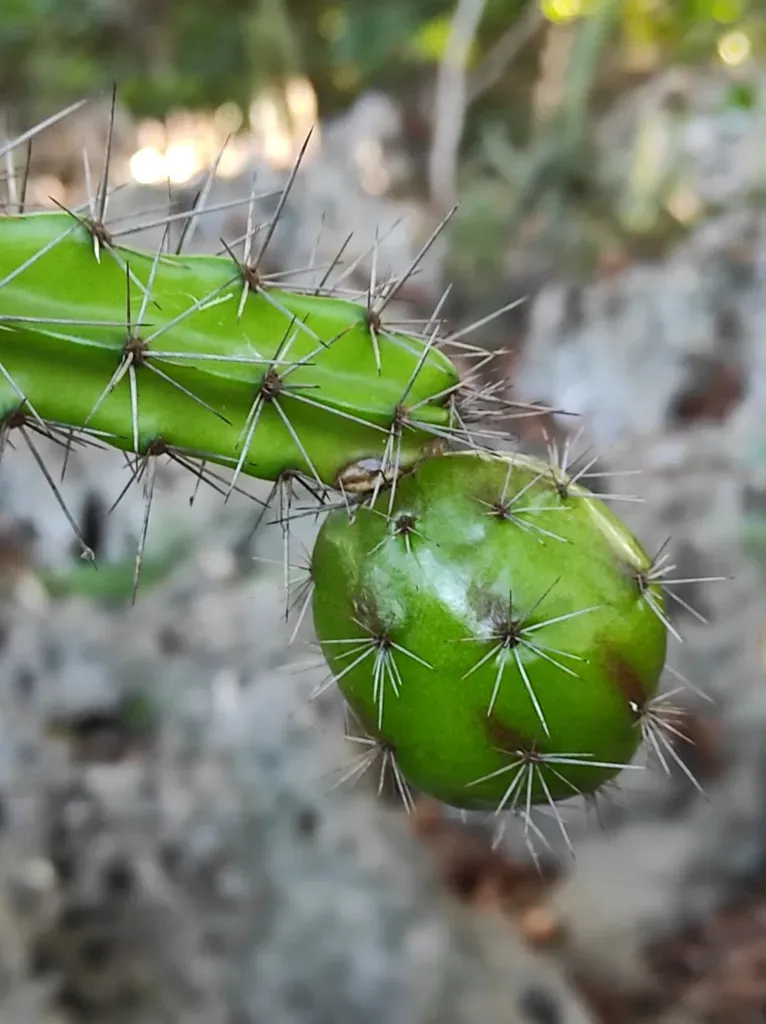 Leptocereus Weingartianus