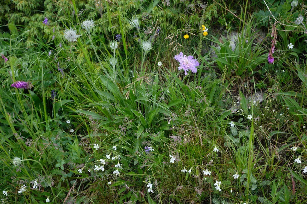 Perennial Pin Cushion