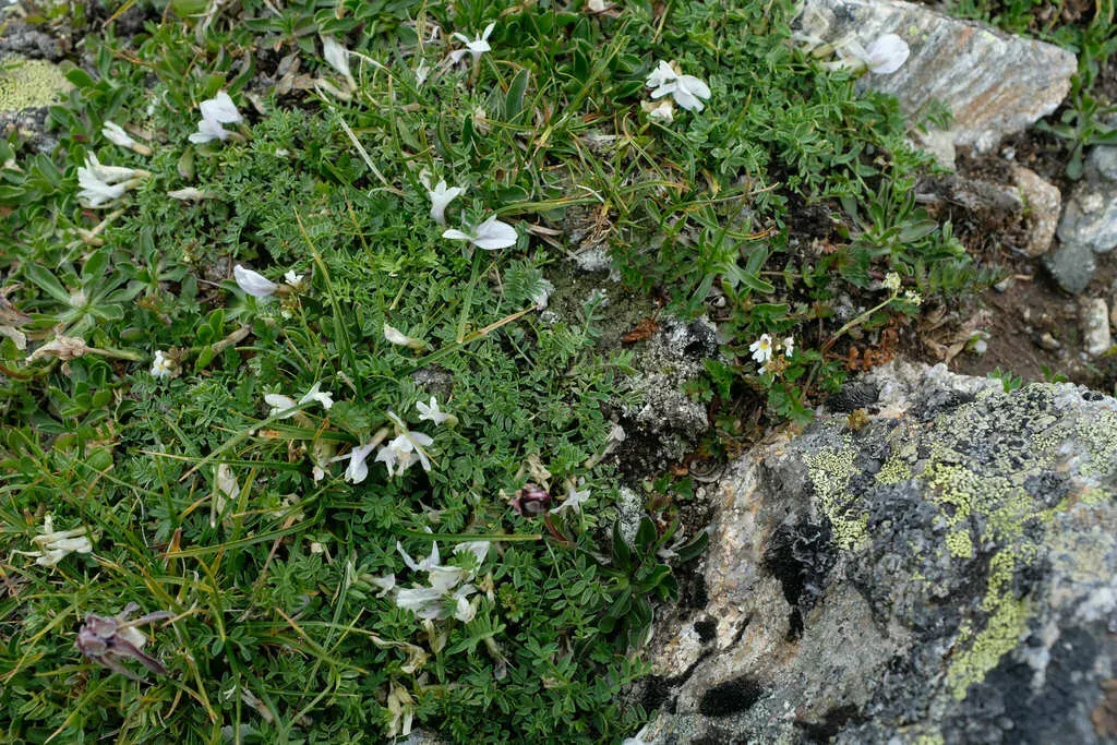 Astragalus Levieri