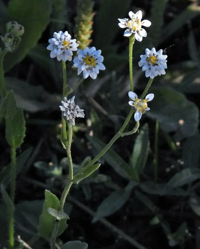 Holocheilus Hieracioides