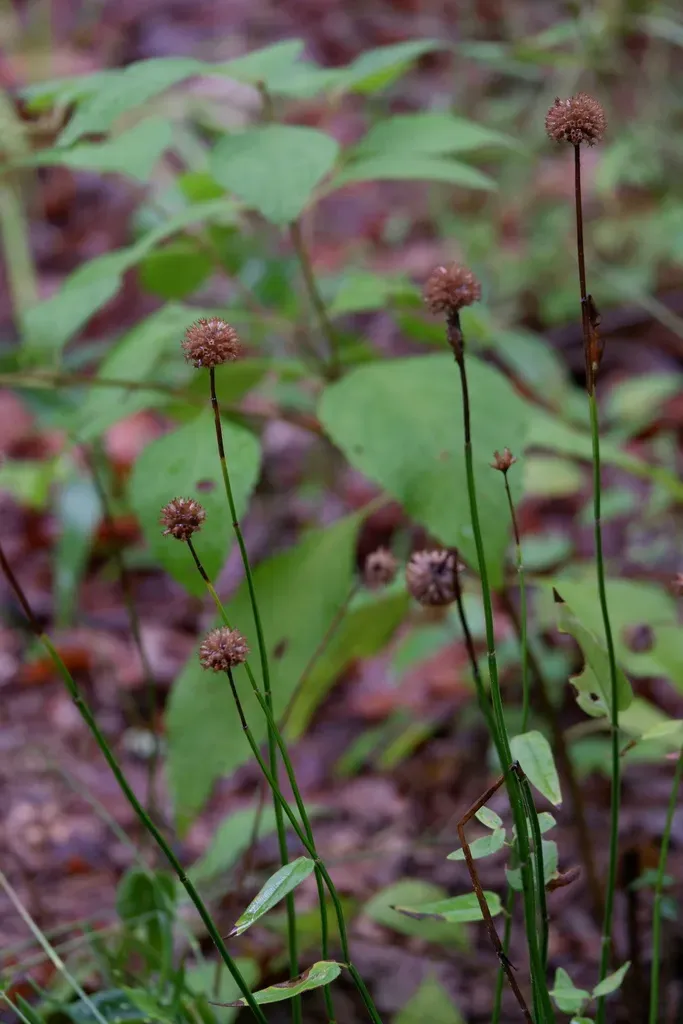 Redpurple Beebalm