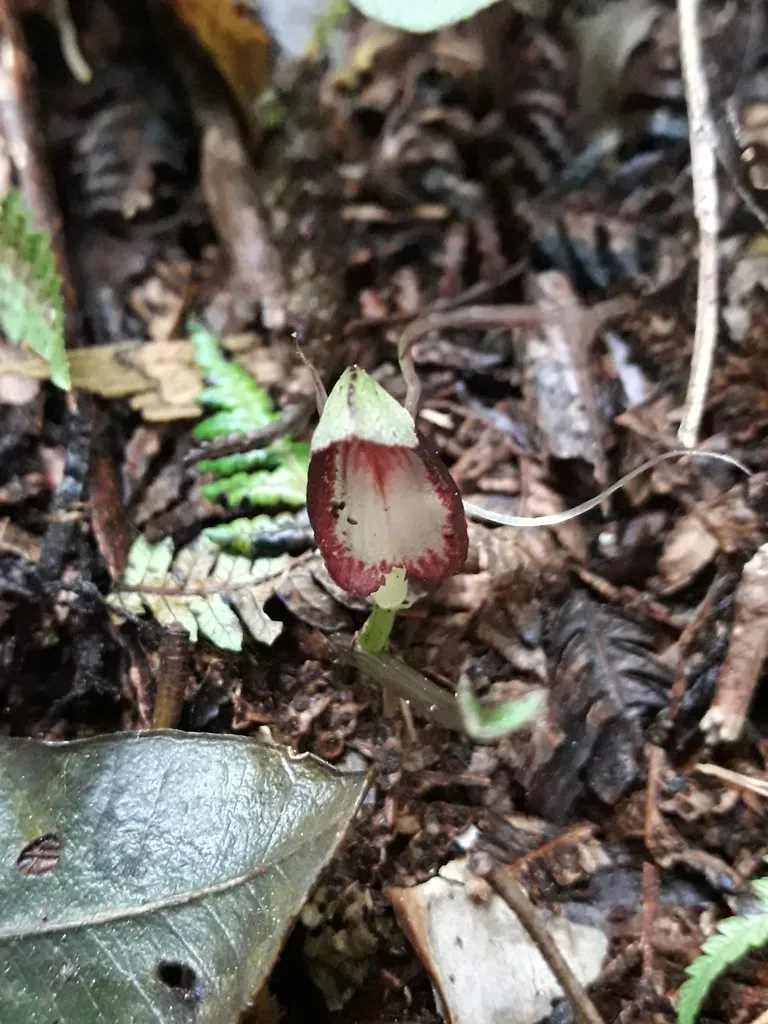Corybas Sanctigeorgianus
