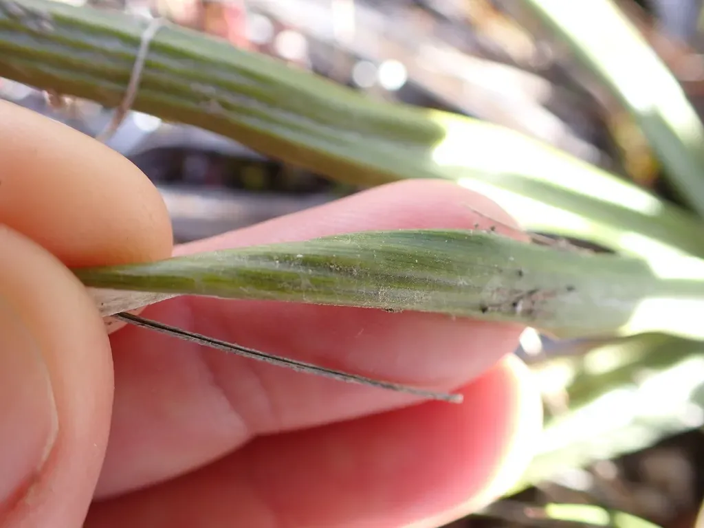 Celmisia ×pseudolyallii