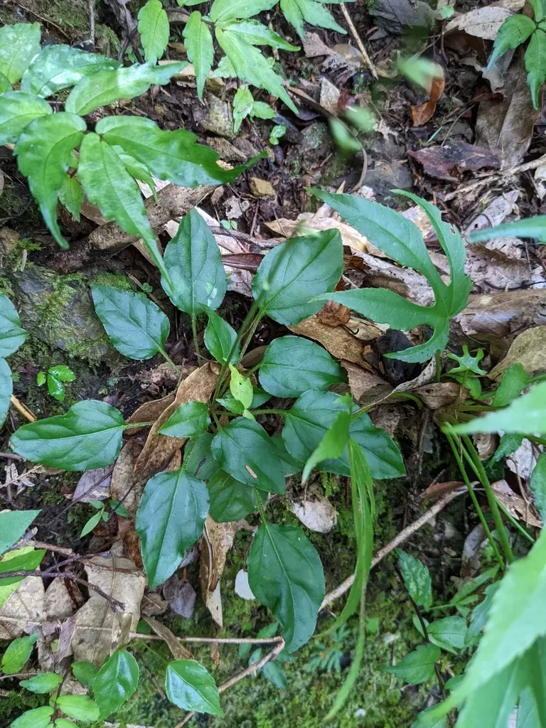 Ainsliaea Macroclinidioides